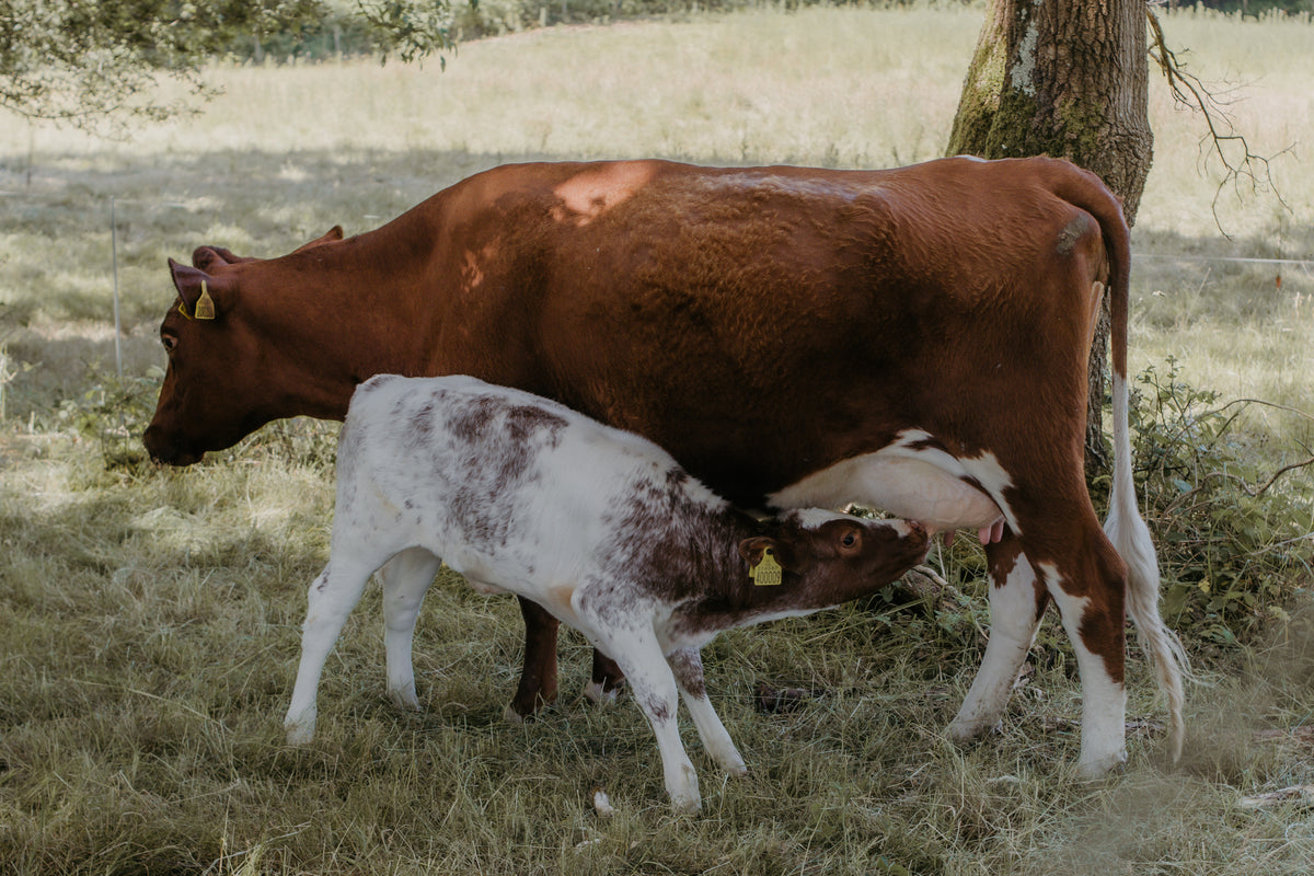 100% Grass-fed, Cow-calf Dairy and Woodland Reared Charcuterie – Slow ...